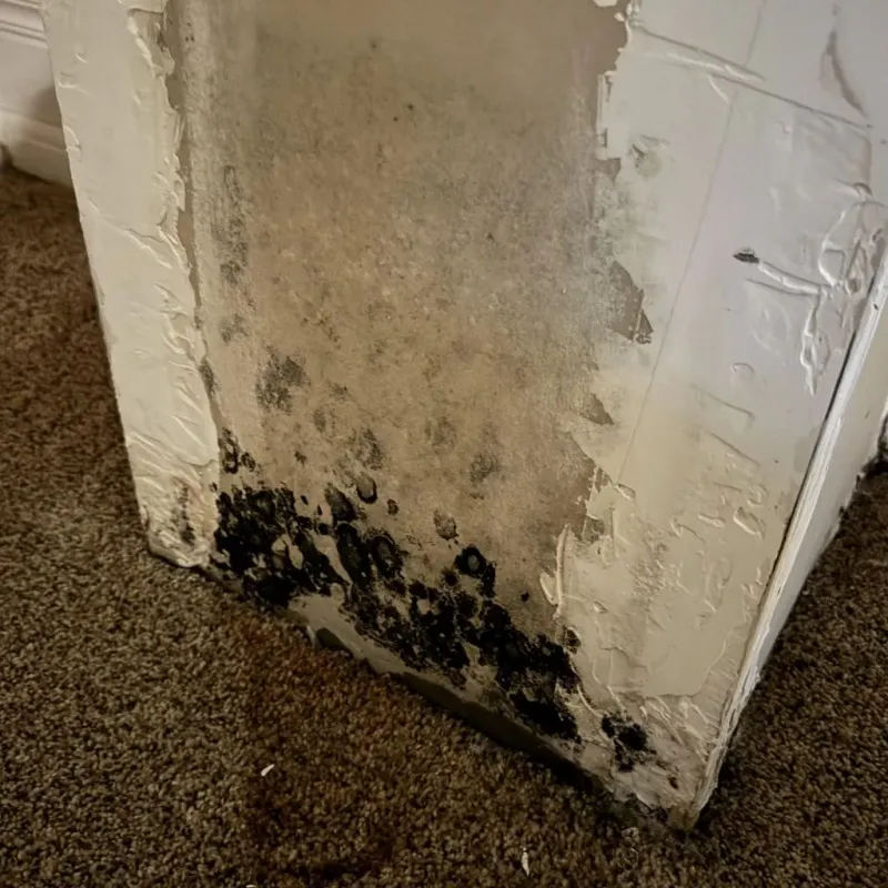 Professional Mold Removal in Margate, FL